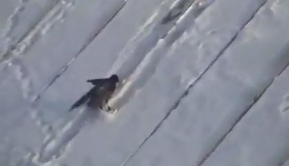 Découvrez une corneille qui fait du snowboard en vidéo