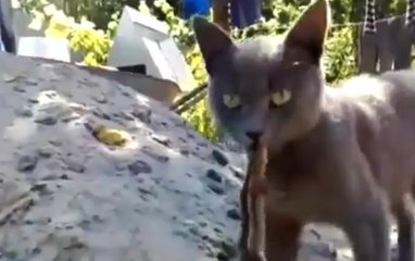 Ce chat a un lézard pendu au bout de sa langue