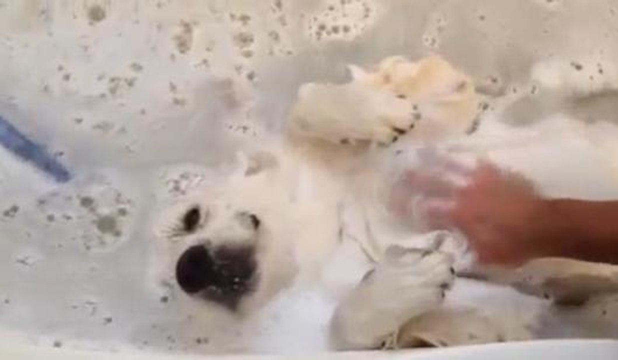 Ce chien adore les caresses dans le bain