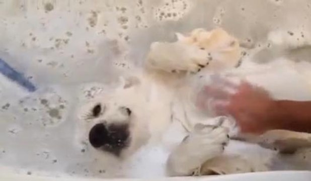 Ce chien adore les caresses dans le bain