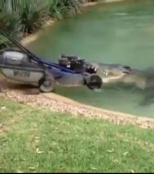Un crocodile mangeur de tondeuse à gazon dans le Zapping Gentside