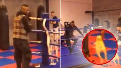 Mario Balotelli est effrayé par... les chiens