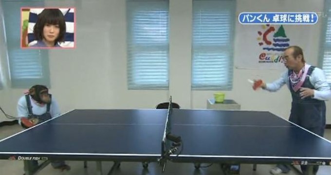 Ce chimpanzé est un excellent joueur de ping-pong