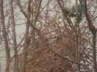 Construction de nid de pies