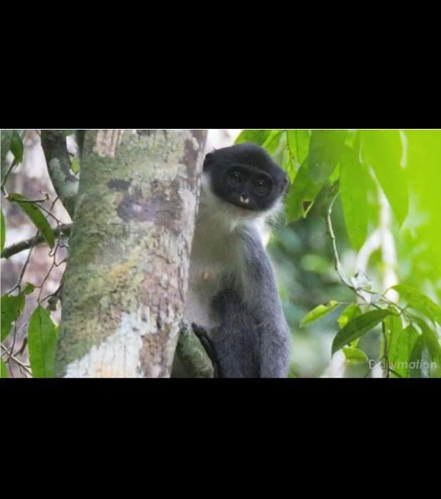 Une espèce de primate disparue a été filmée à Bornéo