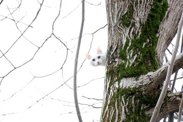 Ağaca çıkıp inemeyen kediyi itfaiye kurtardı... 'Zeus' 10 dakikalık çalışma ile sahibine verildi