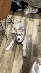 Husky Pup Really Plays Up Her Performance