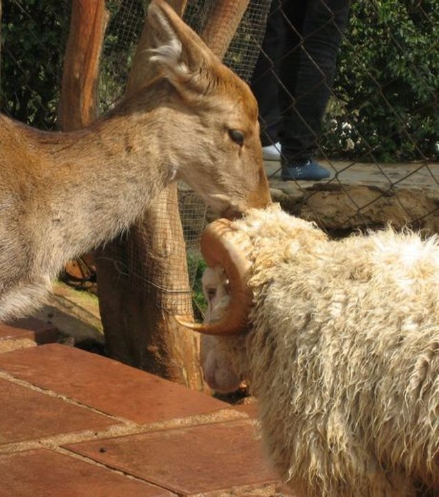 En Chine, un bélier et une biche sont tombés amoureux