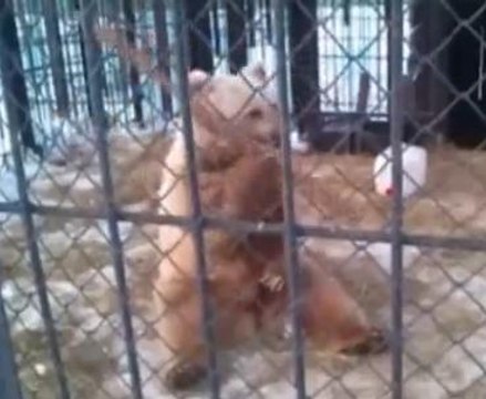 Découvrez Kung Fu Panda avec un ours!