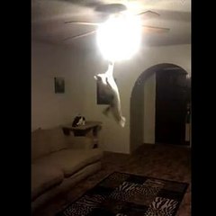 Ce chat fait un saut de 2 mètres pour éteindre la lumière