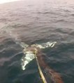 Une baleine grise sauvée des filets d'un pêcheur en Californie