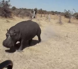 Des touristes ont été attaqués par un hippopotame au Botswana