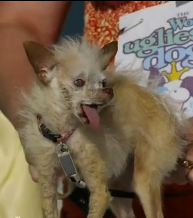 Découvrez Yoda, le chien le plus laid du monde