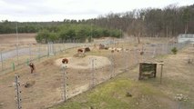 Evacuados 7 osos de Kiev a un santuario en la frontera polaca