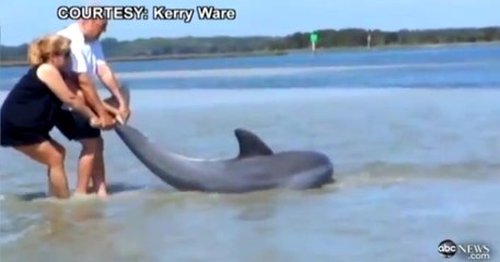 Une famille sauve un dauphin échoué sur la plage
