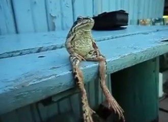 Cette grenouille a trouvé le moyen de s'asseoir comme un véritable humain