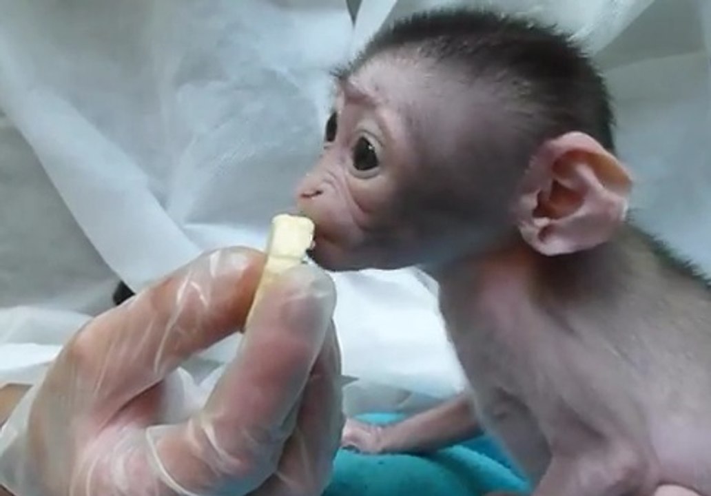Ce bébé singe mange son premier morceau de banane
