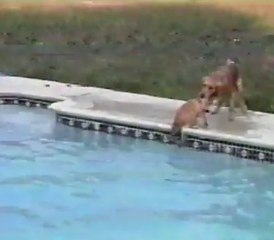 Cette chienne aide son petit à sortir de la piscine