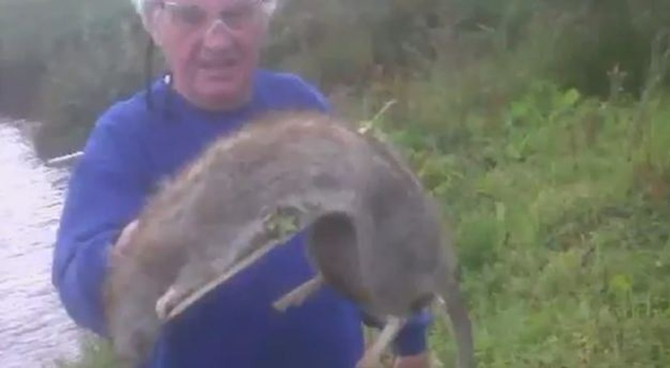 Un grand-père tue un rat géant