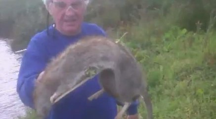 Un grand-père tue un rat géant