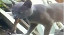 Piégé par un chat, un lézard mord la langue du félin