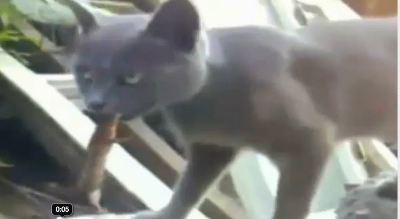 Piégé par un chat, un lézard mord la langue du félin