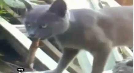 Piégé par un chat, un lézard mord la langue du félin