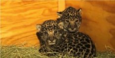 Découvrez la naissance de deux bébés jaguars dans un zoo aux Etats-Unis