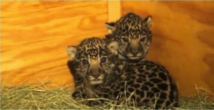 Découvrez la naissance de deux bébés jaguars dans un zoo aux Etats-Unis