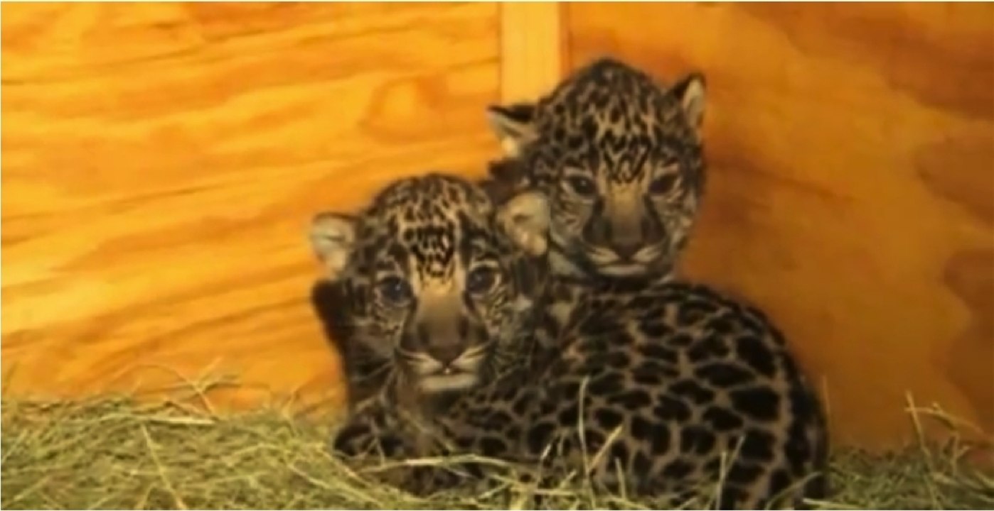 Découvrez la naissance de deux bébés jaguars dans un zoo aux Etats-Unis