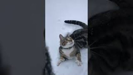 Playful Cat Makes Measuring Impossible