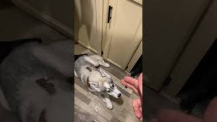 Husky Pup Really Plays Up Her Performance