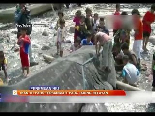 Ikan Yu paus tersangkut pada jaring nelayan
