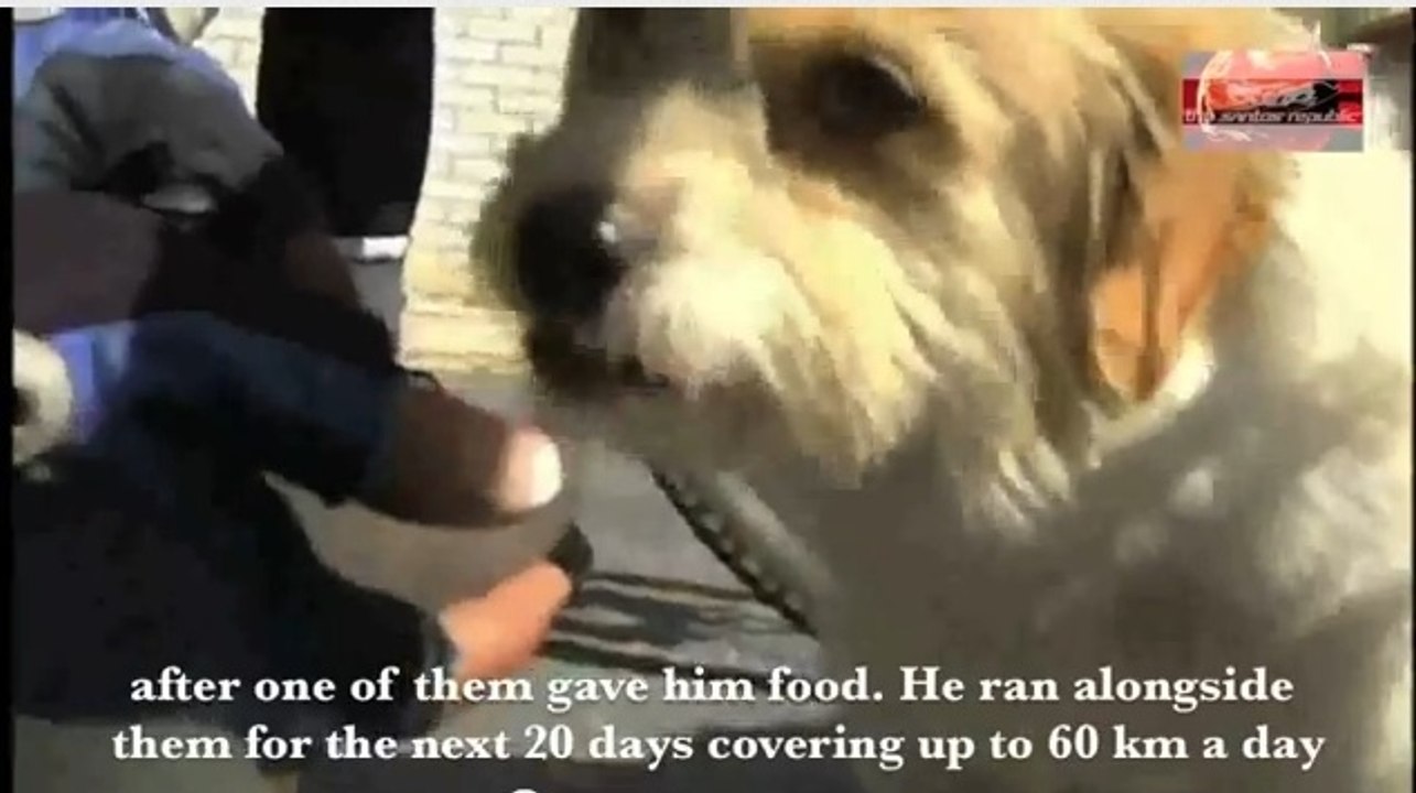 Un chien suit un cycliste dans un périple de 1700 kilomètres !