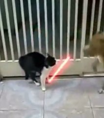 Ce chat combat comme un véritable Jedi de Star Wars!