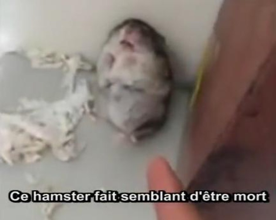 Zapping du web : un hamster qui fait le mort à merveille