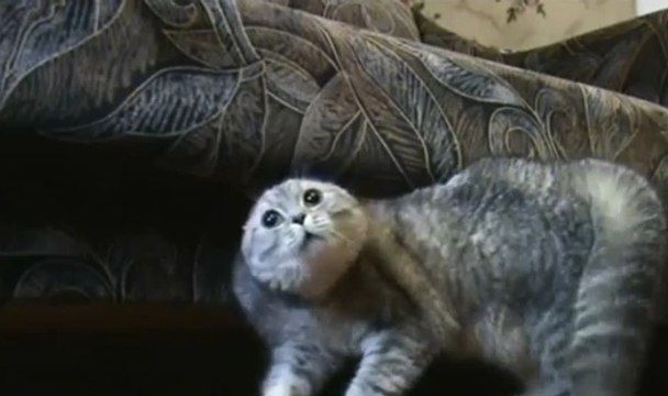 Quand tous les chats miaulent, celui-ci hurle comme un loup