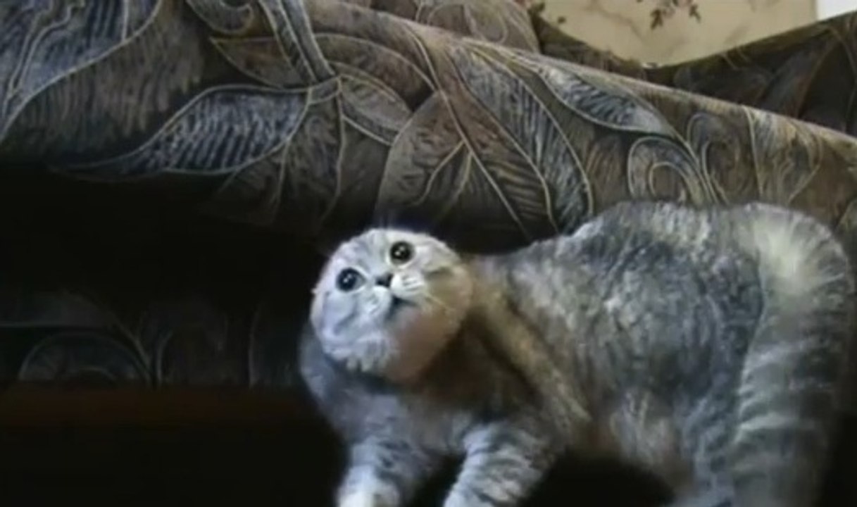 Quand tous les chats miaulent, celui-ci hurle comme un loup