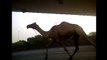 Dubaï : ce dromadaire fait la course avec les voitures sur l'autoroute !
