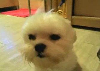 Cet adorable chien lutte contre le sommeil