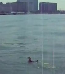 Un pingouin échappé d'un zoo est retrouvé deux mois plus tard