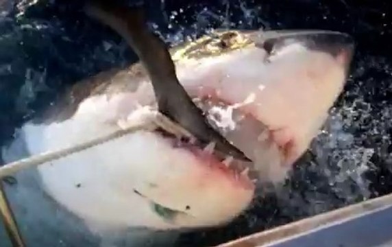 Un requin a été filmé près des côtes australiennes