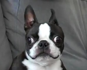 Ce chien fait des bruits inquiétants