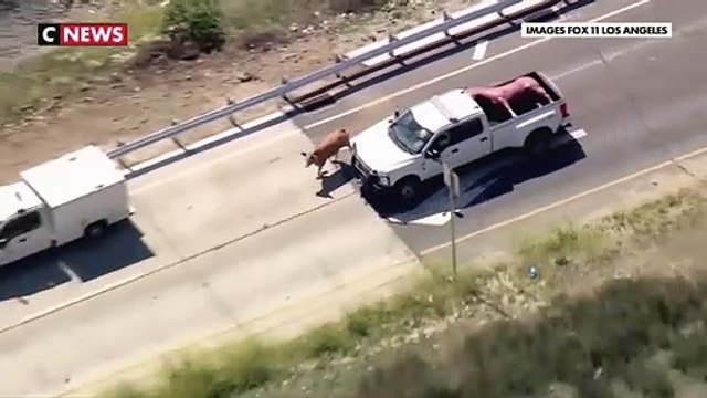 États-Unis : une vache en liberté perturbe la circulation californienne
