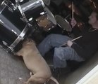 Découvrez les talents de batteur de ce chien!