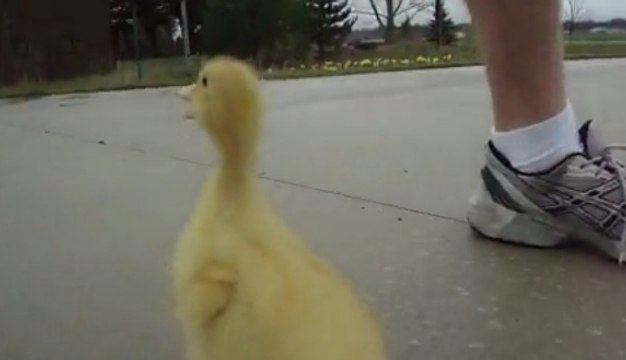 Ce caneton ne lâche pas cet homme d'une semelle