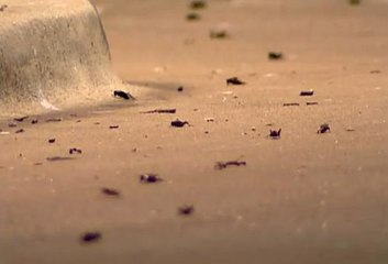 Etats-Unis : le Texas envahi par des criquets