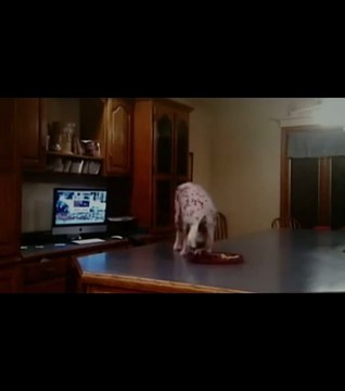 Ce chien est devenu une véritable star sur YouTube