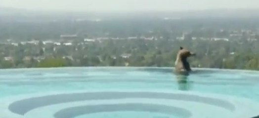 Cet ours se relaxe dans une piscine