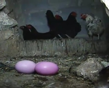 Cette poule pond des oeufs roses !